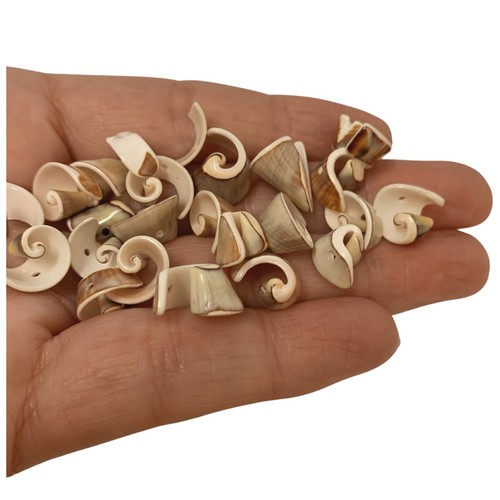 Seashells drilled gorgeous - drilled,