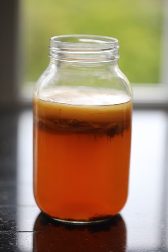 Large organic kombucha scoby - large,