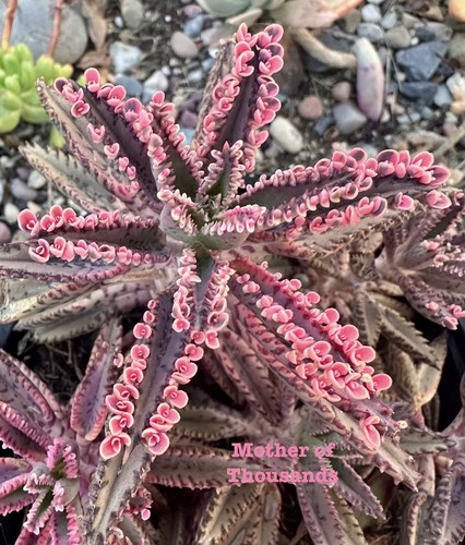 Rare kalanchoe pink - rare,
