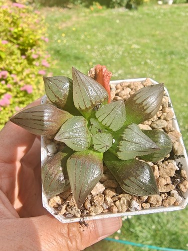 Haworthia atrofusca watermelon - atrofusca,