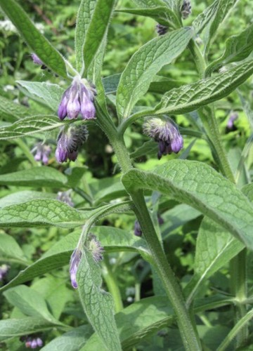 Bare root comfrey - root, plants