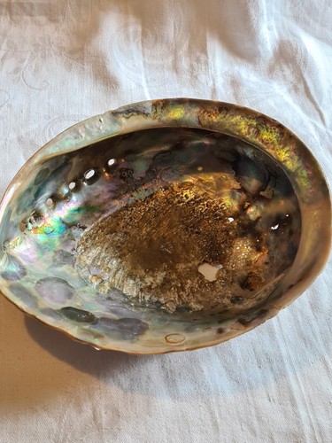 Large abalone shell with - large,