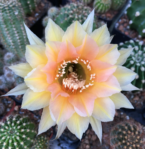 Large flowered echinopsis - flowered,