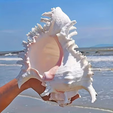 Large White Murex Ramosus Natural Conch Seashell Rare Real Aquarium 7"- 9" Huge