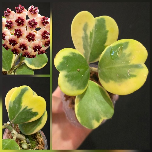 Hoya kerrii variegated wax - hoya,
