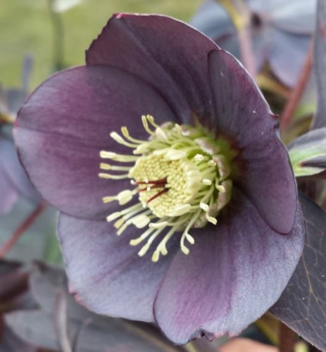 Helleborus hellebore - helleborus,