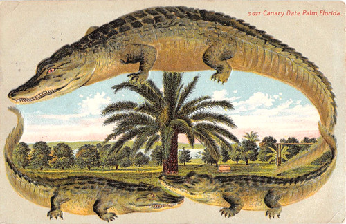 1909 alligator border canary - border,