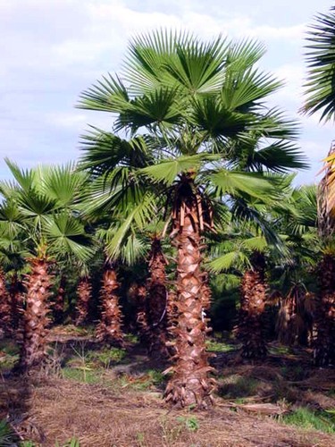 Washingtonia robusta hardy - robusta,