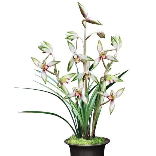 Orchid plant 高山春色 live - orchid,