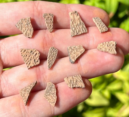 Fossil dinosaur eggshell one - eggshell,