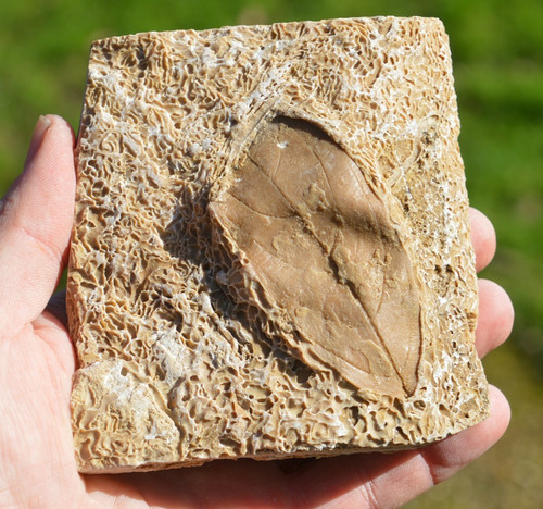 Amazing rare fossil - amazing,