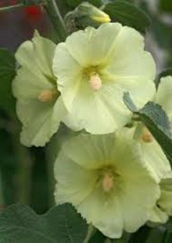 Hollyhock seeds rare yellow - hollyhock,