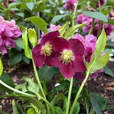 Hellebore Hello Red in 2L Pot