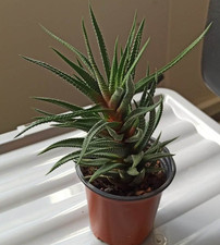 Haworthia succulent plant