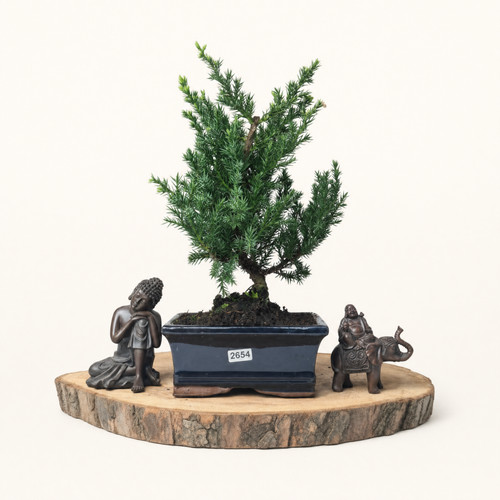 Dwarf juniper juniperus - juniper, (juniperus