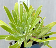 Saxifraga 'Doctor Ramsey'