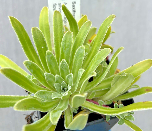 Saxifraga doctor ramsey - saxifraga, 'doctor