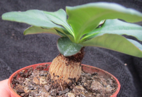 Euphorbia ramena rare - euphorbia, rare/choice