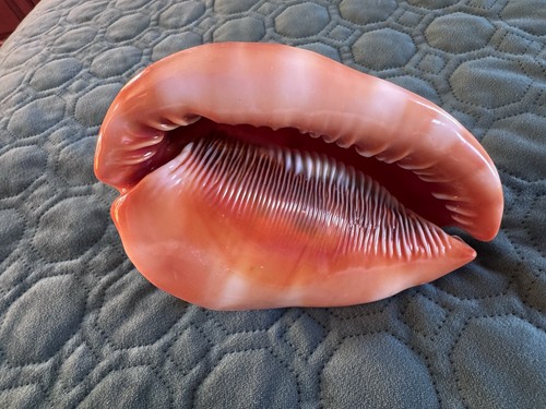 Red helmet queen conch - x,