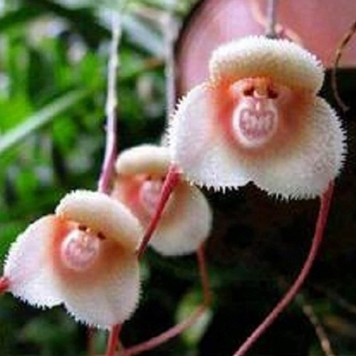 White monkey shaped - white,