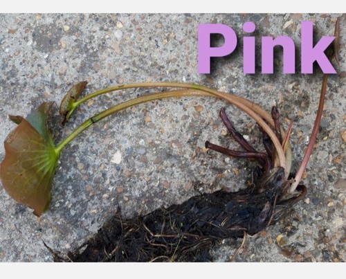 Pond lily pink - pond,