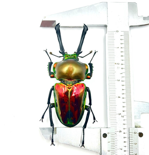 Phalacrognathus muelleri