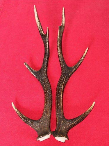 Pair sika deer antlers - sika,