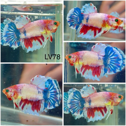 Male betta live fish - male,