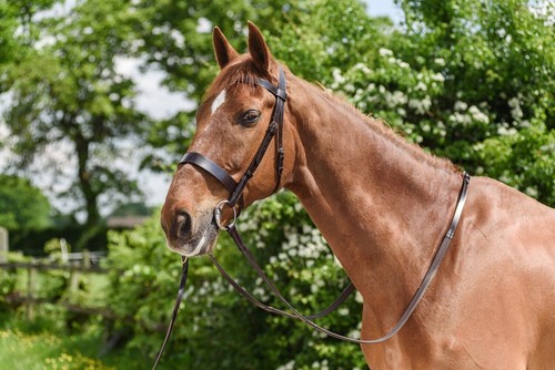 Wilson horse plain reins hunt - horse,