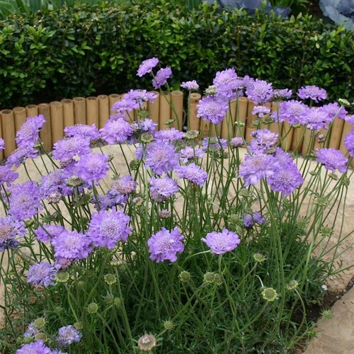 Litre pots scabiosa - 1,
