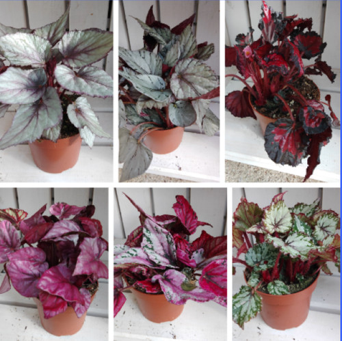 Begonia beleaf houseplant - , 7