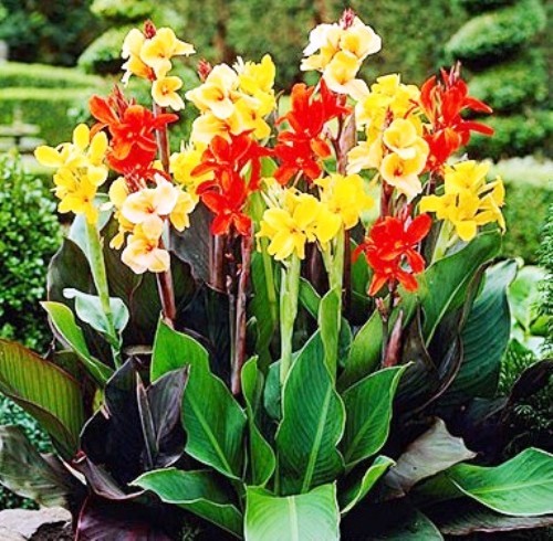 Canna indica large - indica,