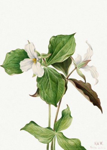 Botanical plant illustration - plant,