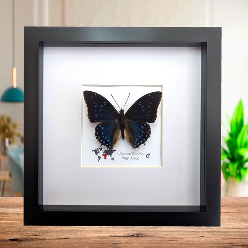 Framed blue emperor - , butterfly