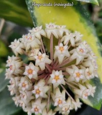 Hoya Acuta Variegata