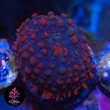 Small Raunchy Red Mushroom Frag Coral WYSIWYG (1st pic,2nd picture shows mother)