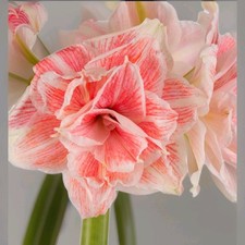 Amaryllis Hippeastrum. Double Large Flowers. 12 Cm Pot. 1-2 Flower Spikes 