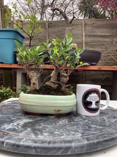 Ficus microcarpa banyan fig - -,