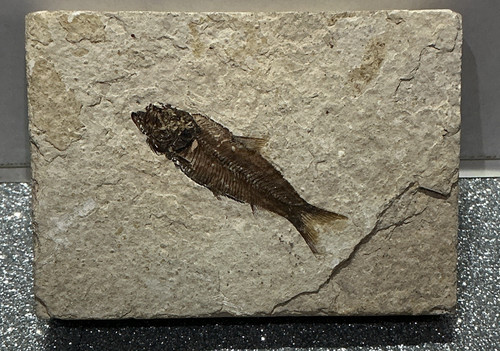 Fossil fish knightia eocaena - fossil,
