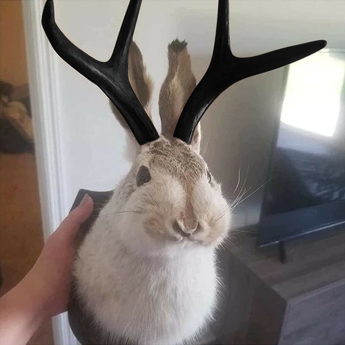 Wall mounted rabbit - wall, taxidermy