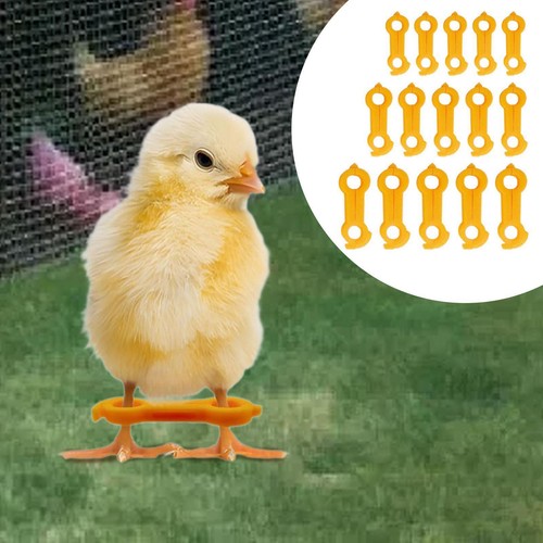 Pieces chicken hobble brace - chicken,