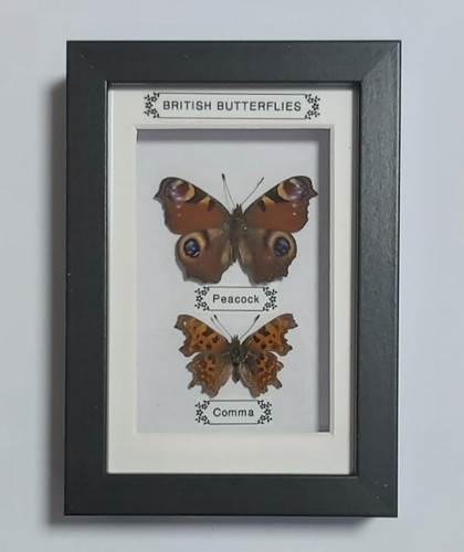 Taxidermy real framed - real, insects
