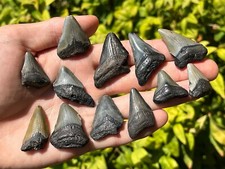 Fossil Megalodon Sharks Teeth ONE PER PURCHASE Miocene South Carolina Shark
