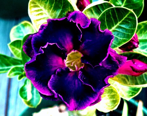 Midnight magic desert rose - magic,