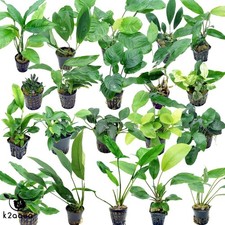 Anubias 50 species Live