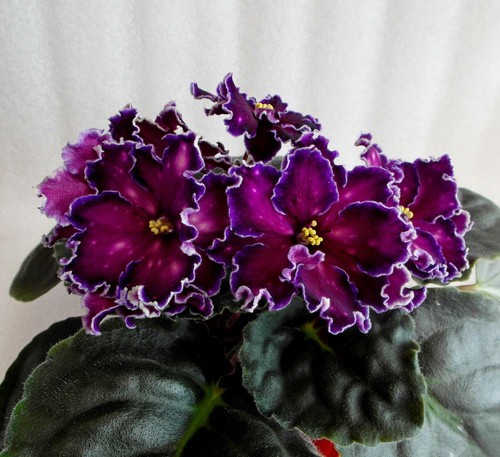 African violet saintpaulia - violet,