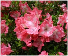 [x2] Dwarf Japanese Azalea