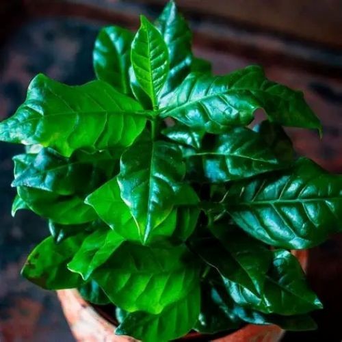 Arabian coffee plant - coffee, 5