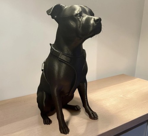Lovely staffordshire bull - staffordshire,