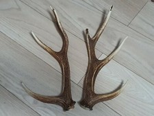 PAIR OF SIKA DEER ANTLERS